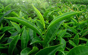 Teepflanzen - www.bluthochdrucksymptome.net